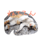 猫鹿鳥（個別スタンプ：5）