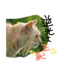 猫鹿鳥（個別スタンプ：7）