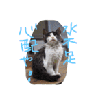 猫鹿鳥（個別スタンプ：10）
