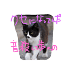 猫鹿鳥（個別スタンプ：11）