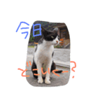 猫鹿鳥（個別スタンプ：13）
