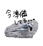 猫鹿鳥（個別スタンプ：15）