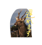 猫鹿鳥（個別スタンプ：16）