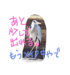 猫鹿鳥（個別スタンプ：19）