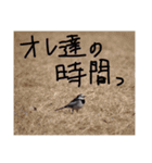 猫鹿鳥（個別スタンプ：22）