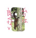 猫鹿鳥（個別スタンプ：23）