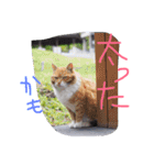猫鹿鳥（個別スタンプ：24）
