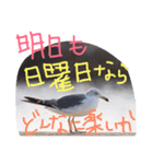 猫鹿鳥（個別スタンプ：26）