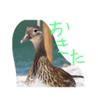 猫鹿鳥（個別スタンプ：28）