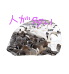猫鹿鳥（個別スタンプ：30）