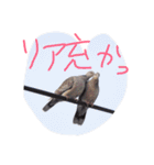 猫鹿鳥（個別スタンプ：32）