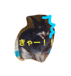 とげすうさぎ（個別スタンプ：5）