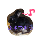 とげすうさぎ（個別スタンプ：7）