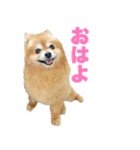 ぽちゃポメ（個別スタンプ：1）