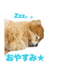 ぽちゃポメ（個別スタンプ：2）
