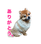 ぽちゃポメ（個別スタンプ：3）