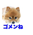 ぽちゃポメ（個別スタンプ：4）