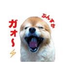 ぽちゃポメ（個別スタンプ：5）