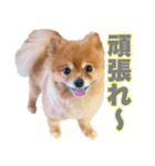 ぽちゃポメ（個別スタンプ：8）