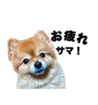 ぽちゃポメ（個別スタンプ：9）