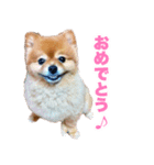 ぽちゃポメ（個別スタンプ：10）