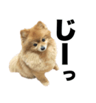 ぽちゃポメ（個別スタンプ：13）