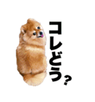 ぽちゃポメ（個別スタンプ：14）