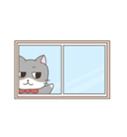 はちわれネコのポーカーフェイス（個別スタンプ：16）