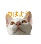 うちのねこ いそべとおもち（個別スタンプ：1）