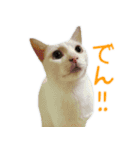 うちのねこ いそべとおもち（個別スタンプ：3）