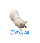うちのねこ いそべとおもち（個別スタンプ：4）