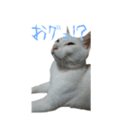 うちのねこ いそべとおもち（個別スタンプ：6）