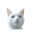 うちのねこ いそべとおもち（個別スタンプ：7）