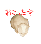 うちのねこ いそべとおもち（個別スタンプ：8）