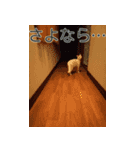 うちのねこ いそべとおもち（個別スタンプ：9）
