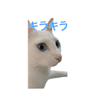 うちのねこ いそべとおもち（個別スタンプ：11）