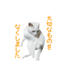 うちのねこ いそべとおもち（個別スタンプ：12）