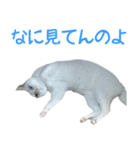 うちのねこ いそべとおもち（個別スタンプ：13）