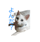 うちのねこ いそべとおもち（個別スタンプ：14）