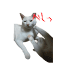 うちのねこ いそべとおもち（個別スタンプ：15）