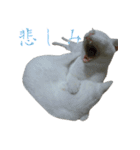 うちのねこ いそべとおもち（個別スタンプ：16）