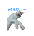 うちのねこ いそべとおもち（個別スタンプ：17）