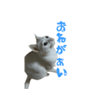 うちのねこ いそべとおもち（個別スタンプ：18）