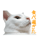 うちのねこ いそべとおもち（個別スタンプ：19）