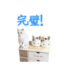 うちのねこ いそべとおもち（個別スタンプ：20）