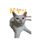 うちのねこ いそべとおもち（個別スタンプ：21）