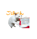 うちのねこ いそべとおもち（個別スタンプ：22）