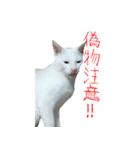 うちのねこ いそべとおもち（個別スタンプ：23）