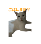 うちのねこ いそべとおもち（個別スタンプ：24）