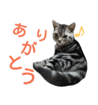 アメショー<シルバータビー>（個別スタンプ：10）